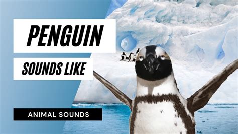 What Do Penguins Sound Like